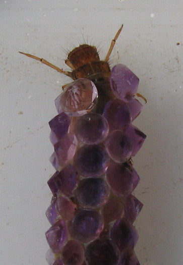 a caddisfly encased in purple gemstones