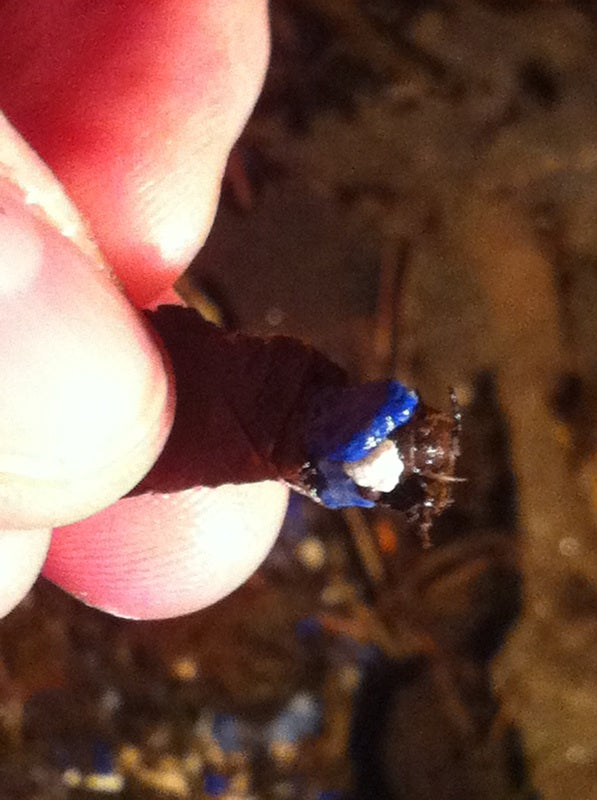 caddisfly larvae wrapped in leaves and poking it's head out to see