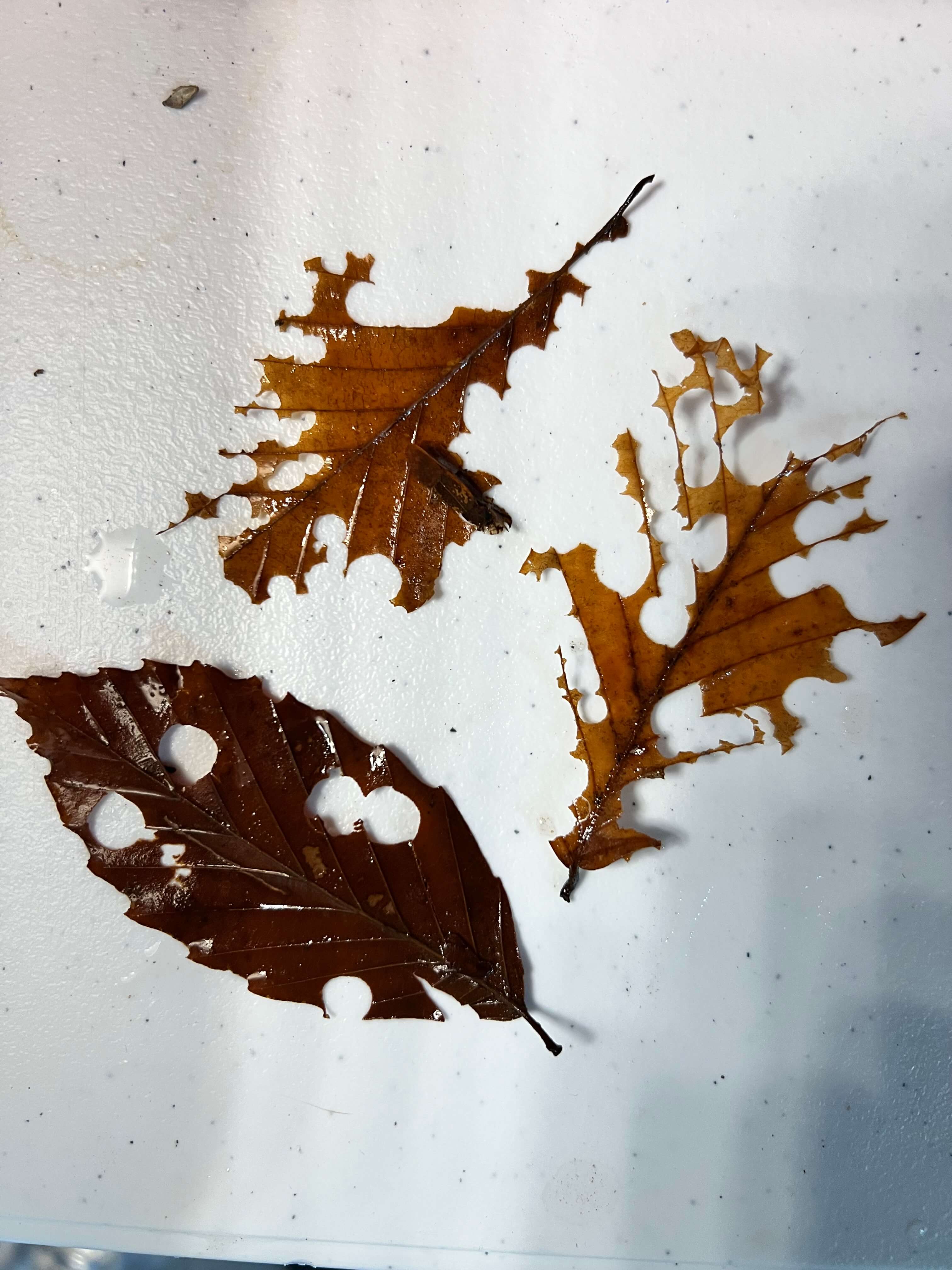 Caddisfly Larvae eating leaves