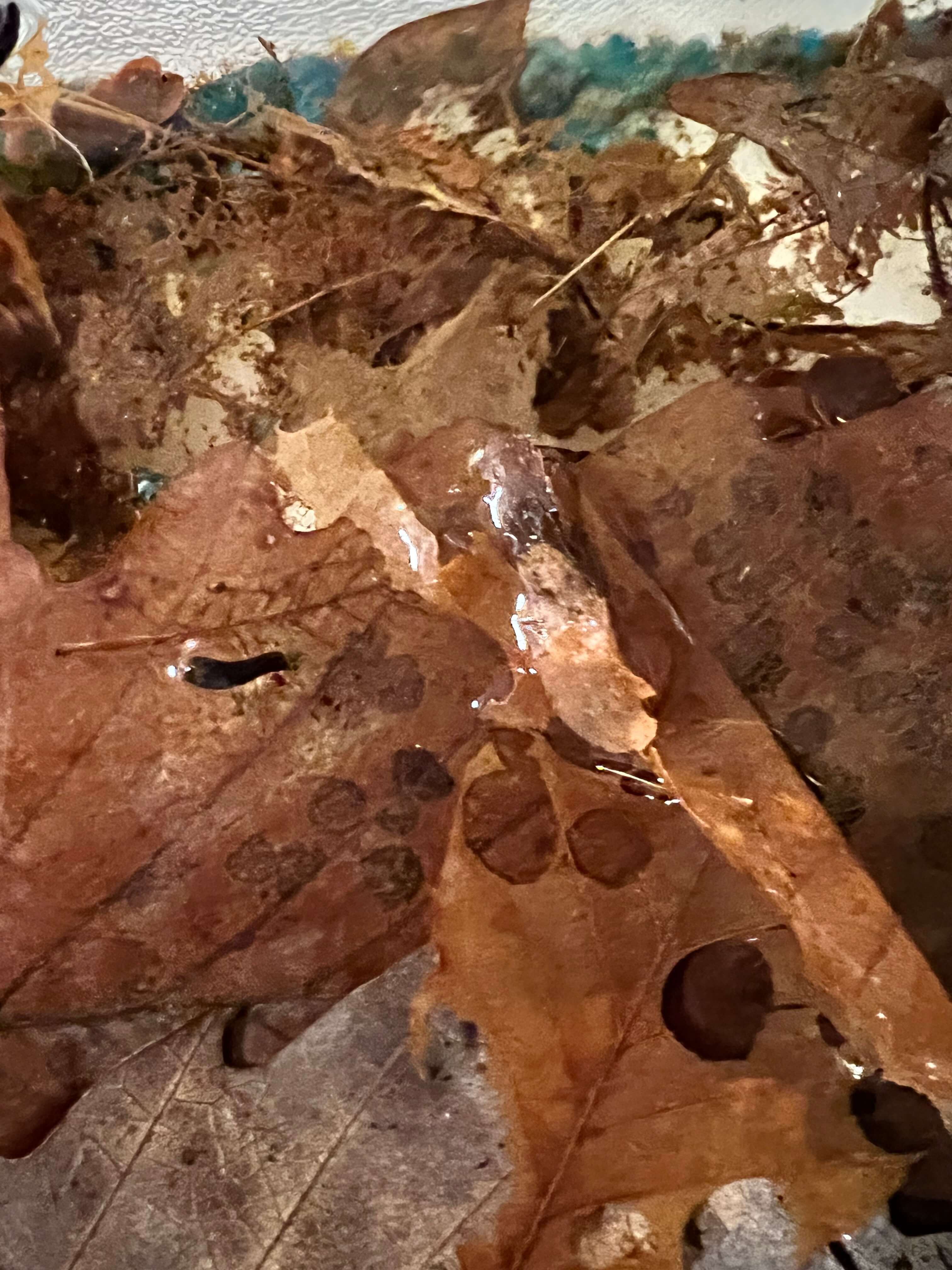 Caddisfly Larvae eating leaves