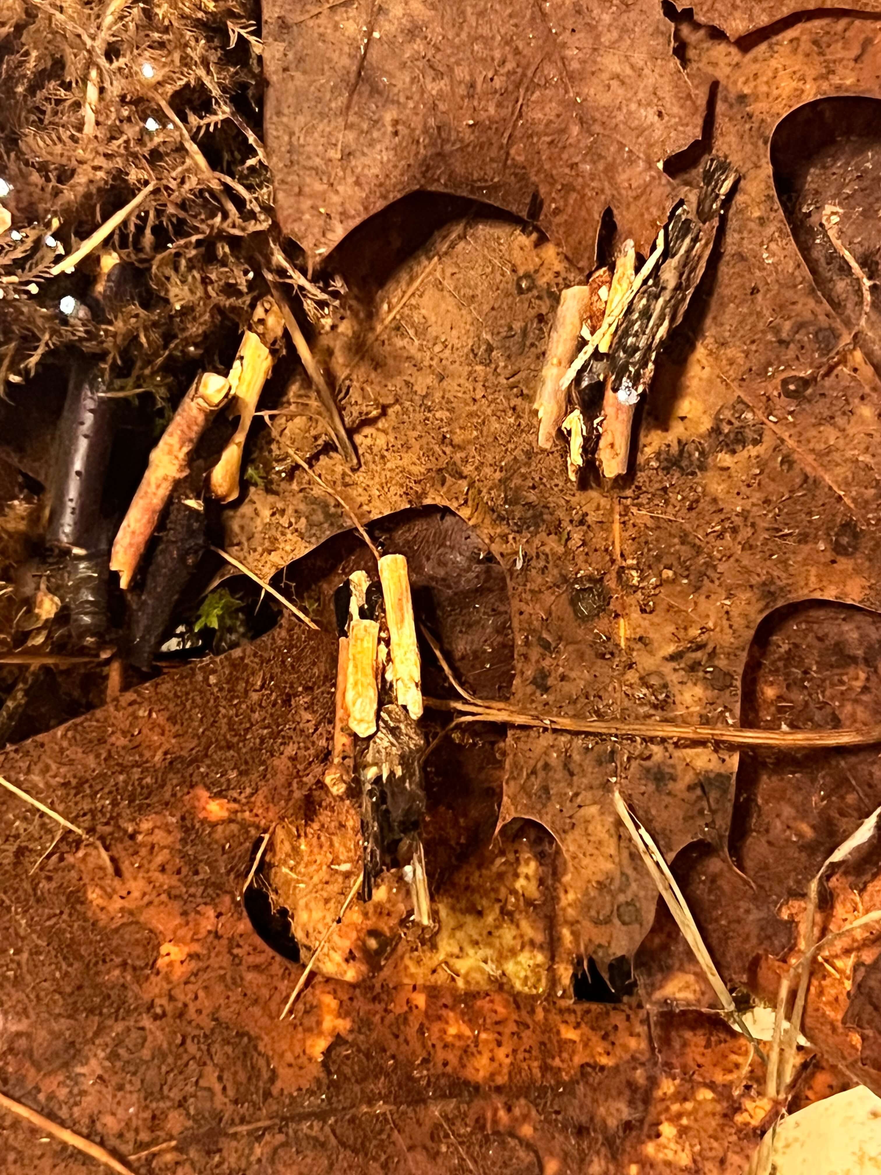 Caddisfly Larvae eating leaves
