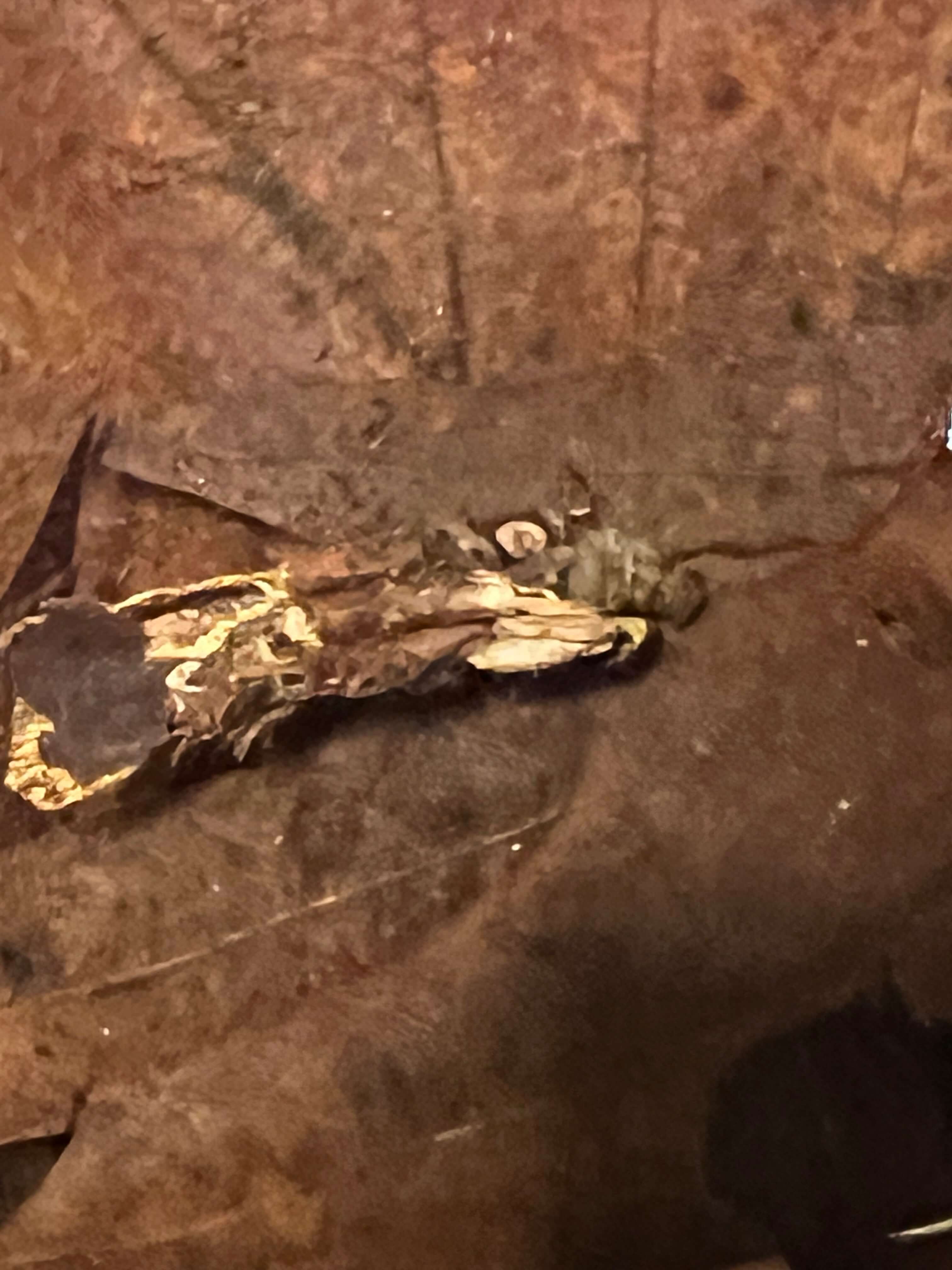 Caddisfly Larvae eating leaves