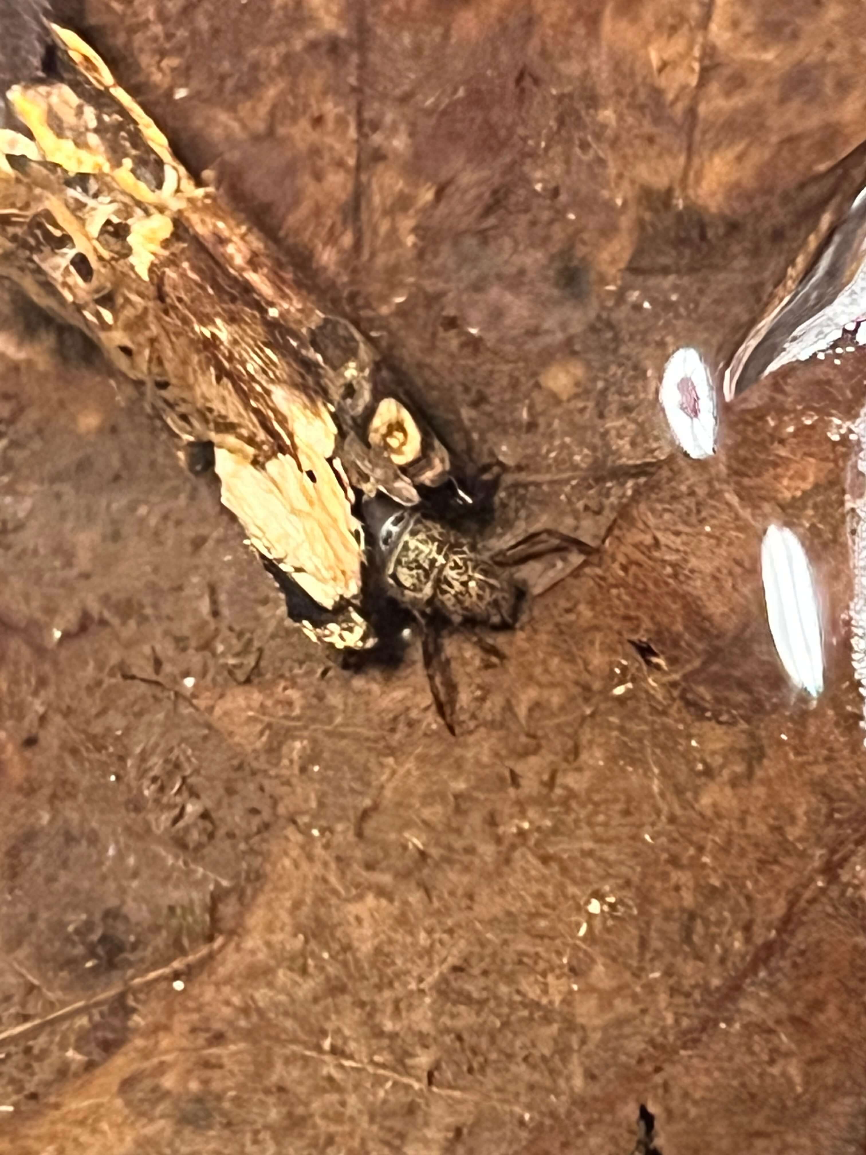 caddisfly larvae peeking out of it's cocoon.