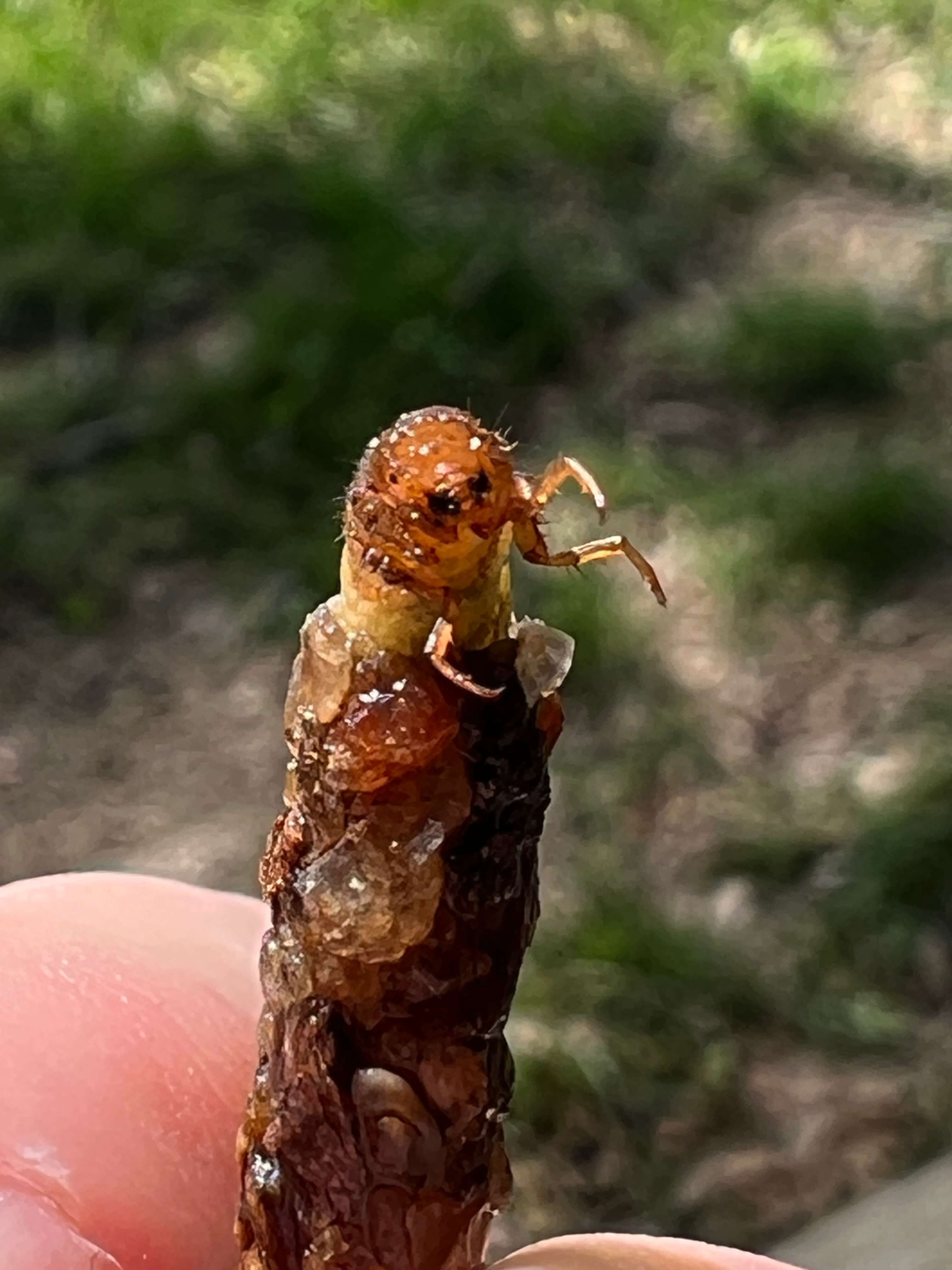 a close up of a caddisfly's face whilst peaking out of it's natural river casing