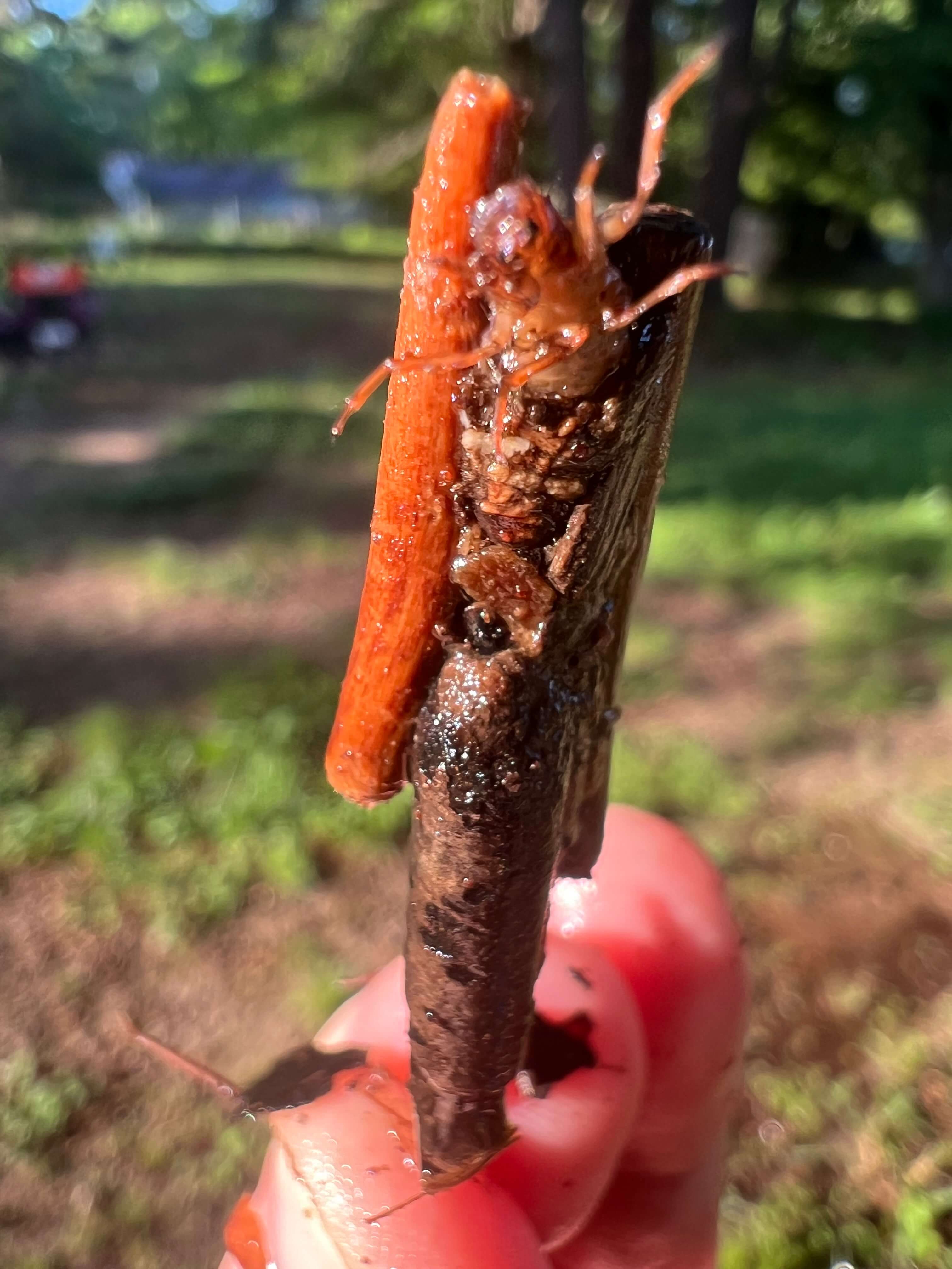 caddisfly larvae wrapped in leaves