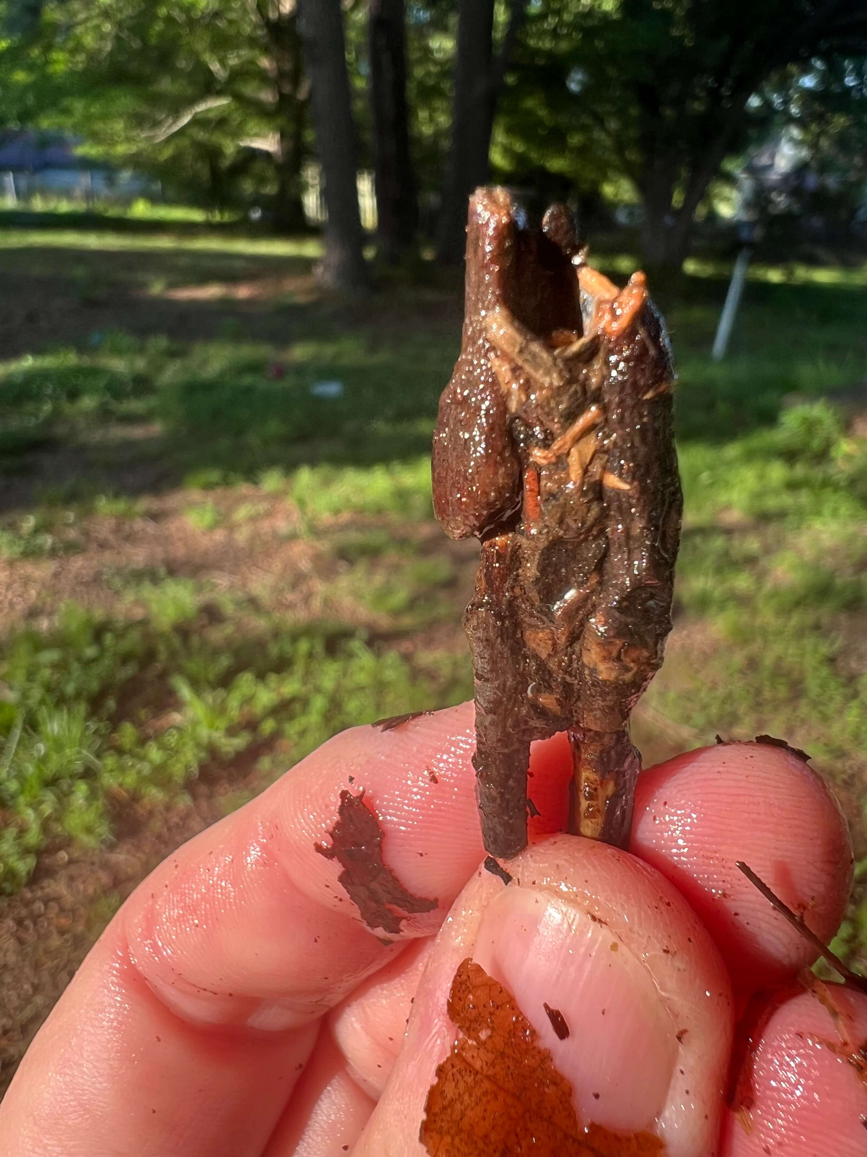 Caddisfly larvae wrapping itself in sticks