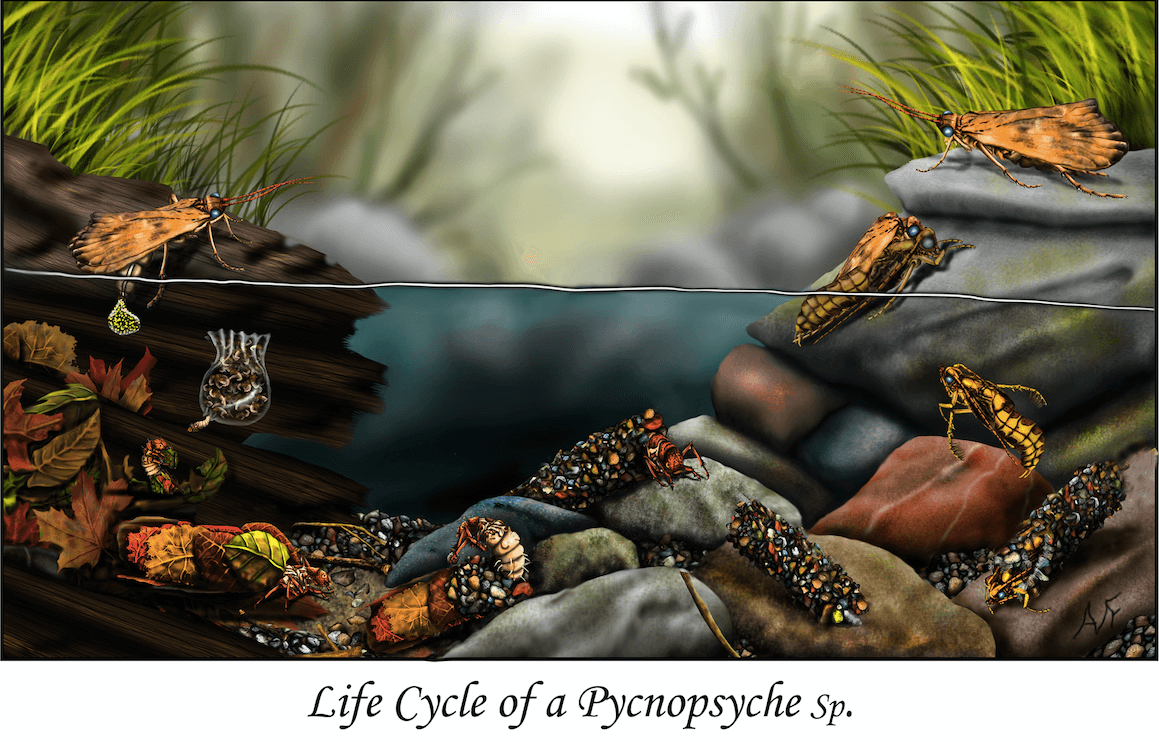 The lifecycle of the caddisfly