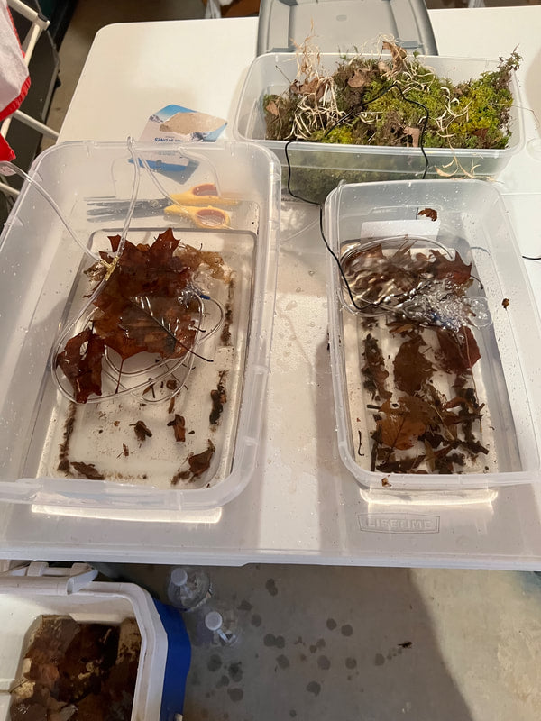 Caddisfly Larvae eating leaves in their respective containers