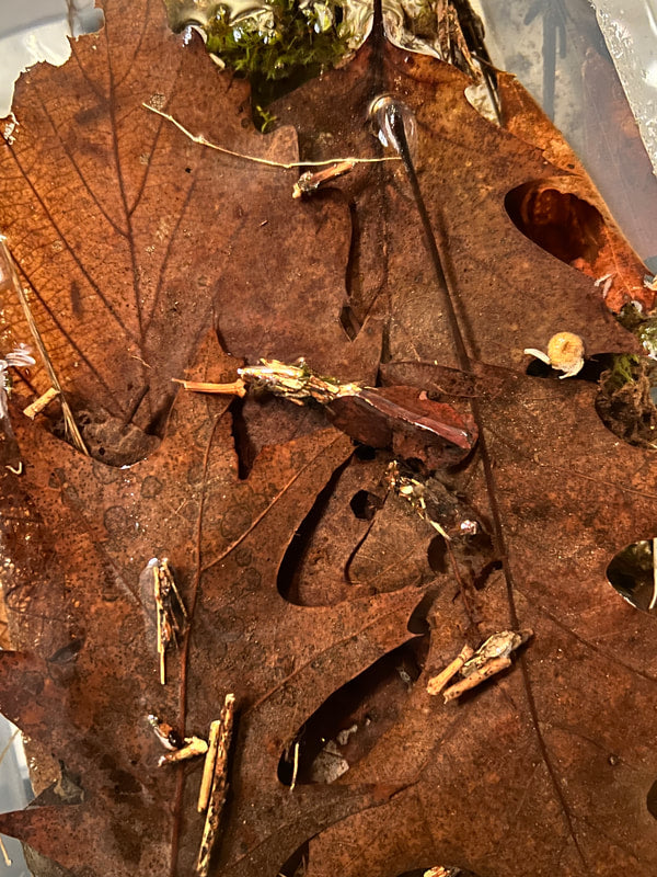 caddisfly larvae wrapped in sticks and leaves