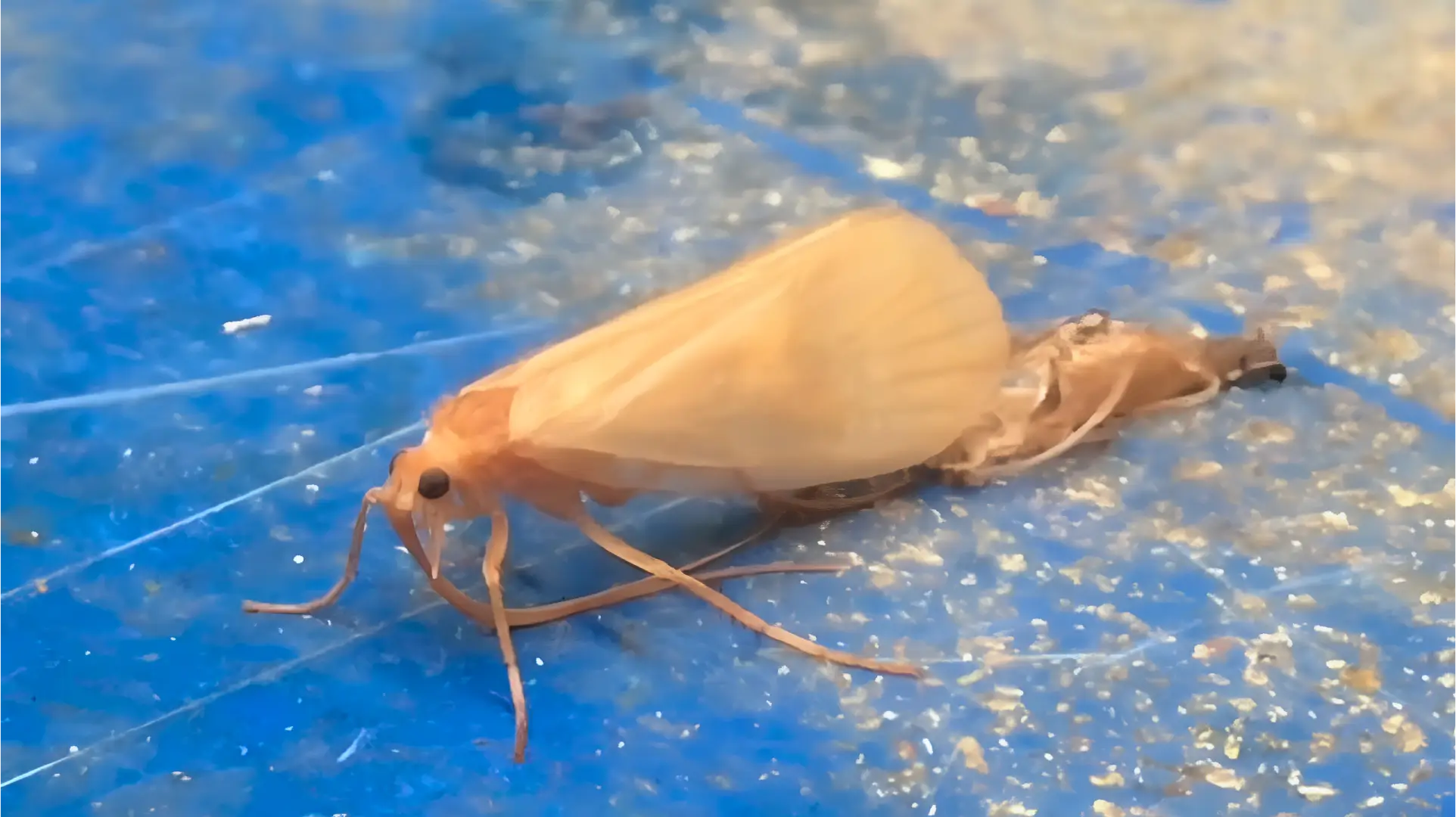 a caddisfly emerging from it's case